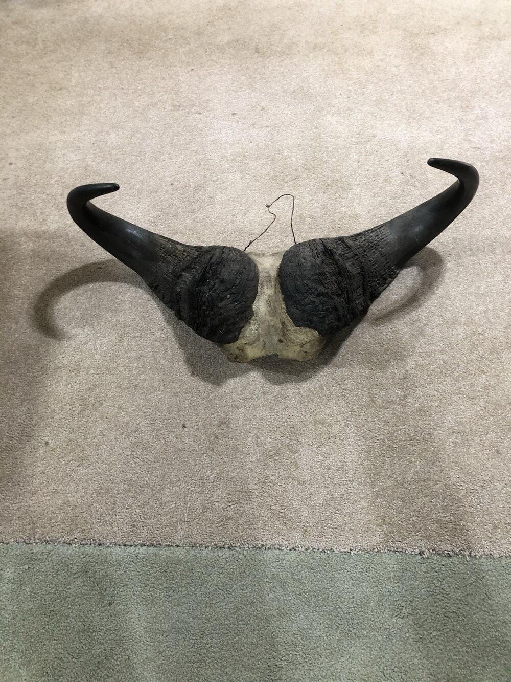 Real African Cape Buffalo Horns Skull Cap 22.25” Taxidermy Safari Trophy -